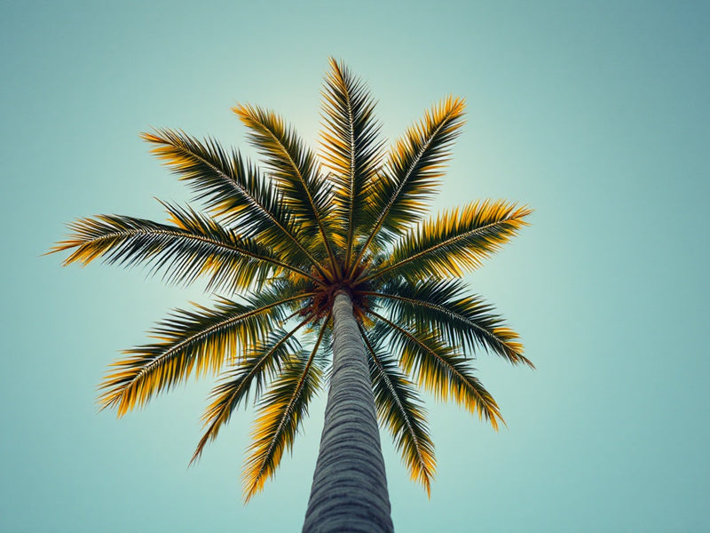 Palm Tree Symbolism: Spiritual Meaning, Biblical Significance & What It Means to Wear One